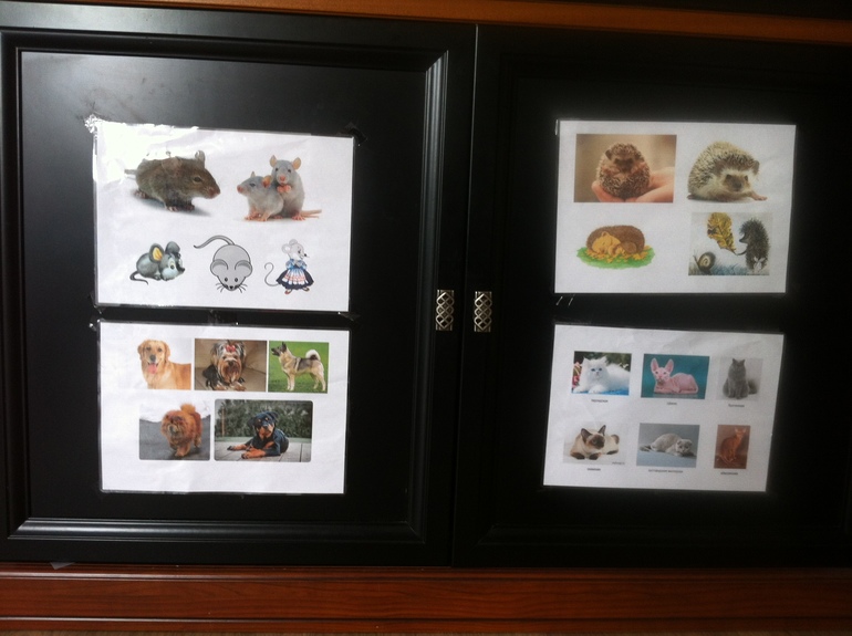 Изучаем животных, мини ТН, 1,4 года