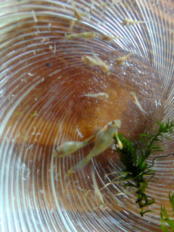 У меня родила рыба!!!!!!