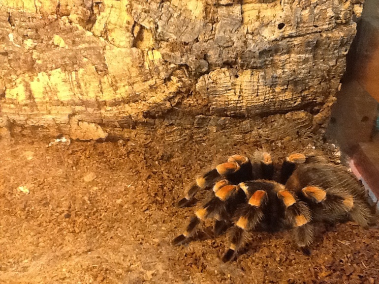 ВВЦ Дом  Бабочек 02.05.2014