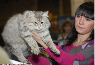 А у нас сегодня кошка родила вчера котят...