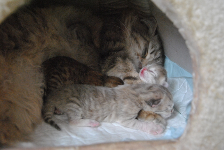 А у нас сегодня кошка родила вчера котят...