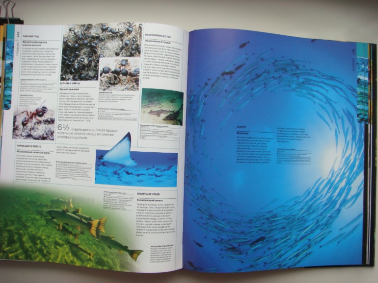 Животные. Большая иллюстрированная энциклопедия