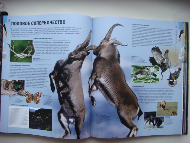 Животные. Большая иллюстрированная энциклопедия