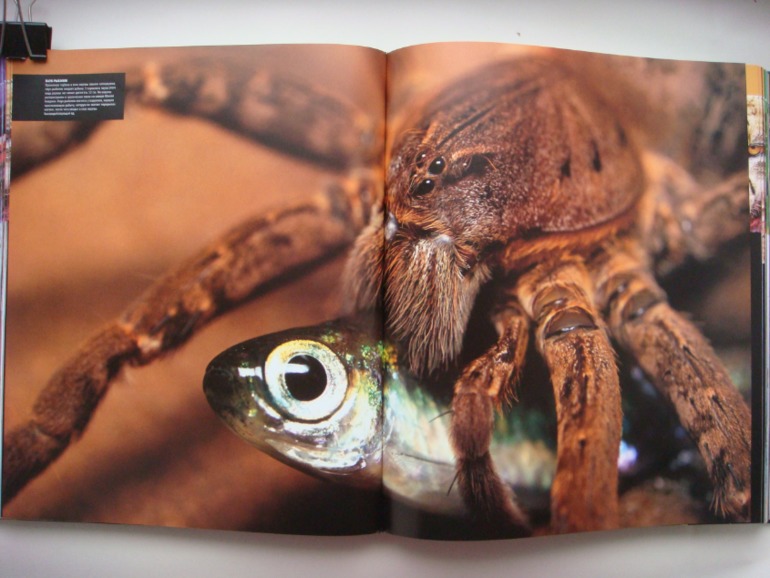 Животные. Большая иллюстрированная энциклопедия