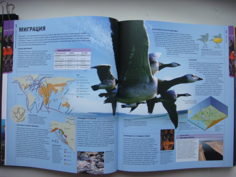 Животные. Большая иллюстрированная энциклопедия