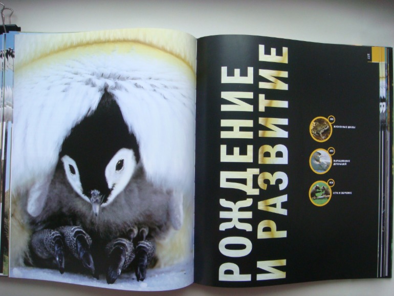 Животные. Большая иллюстрированная энциклопедия