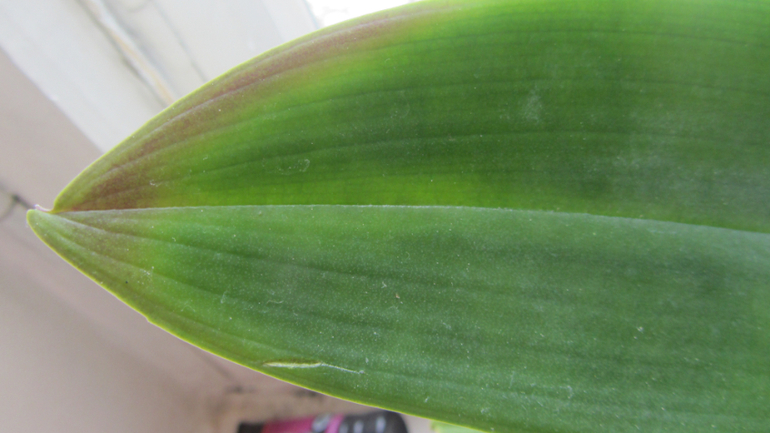 Помоги не загубить орхидею