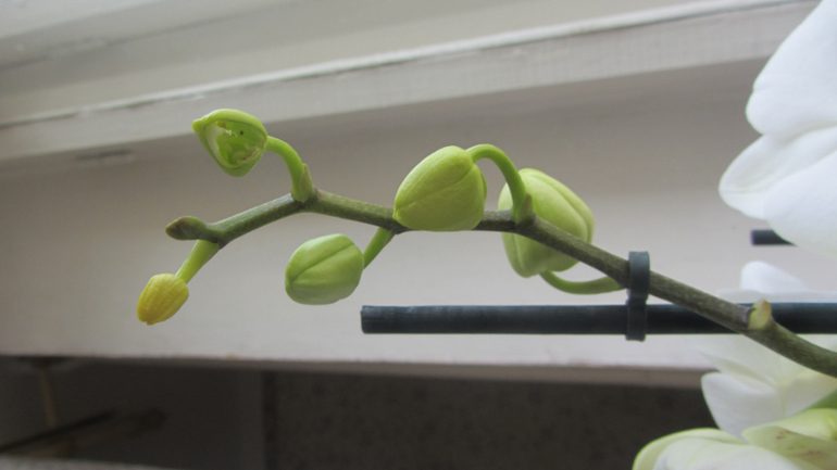 Помоги не загубить орхидею