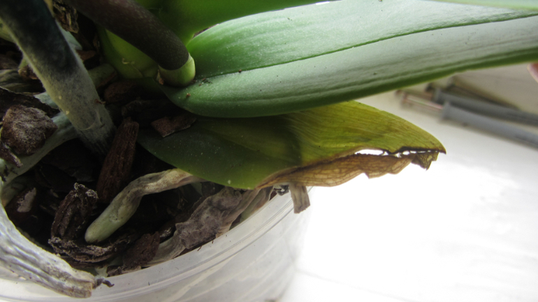 Помоги не загубить орхидею