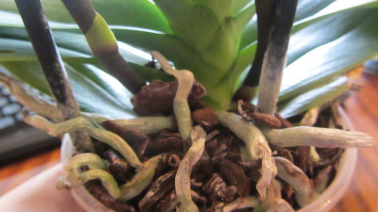 Помоги не загубить орхидею