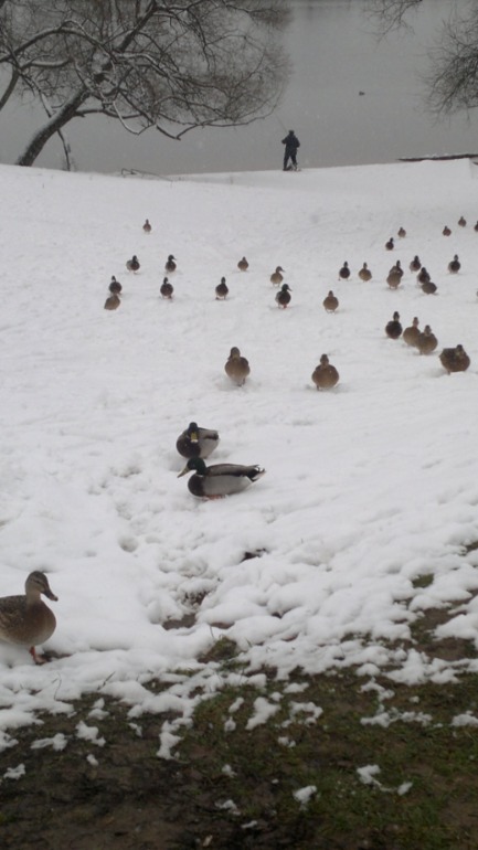 Строгино!Как в деревне-красотаааа!!!!