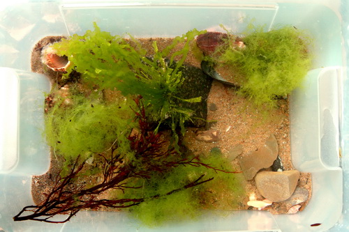 Море дома, или ахатины подождут...