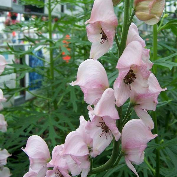 Ищу на обмен