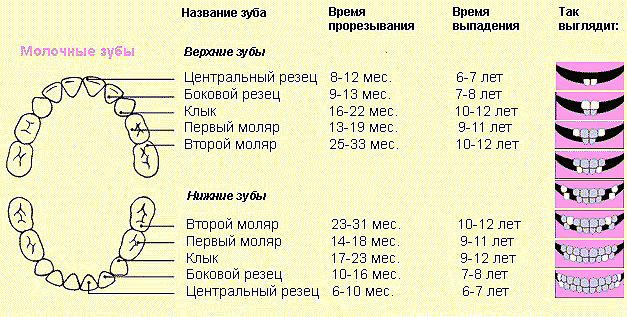Наши Зубки