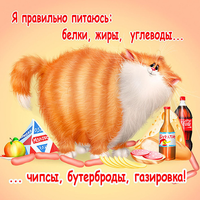 Кошачье