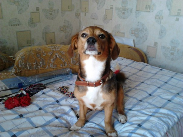 Наша супер собака! ) вот так мы выросли )