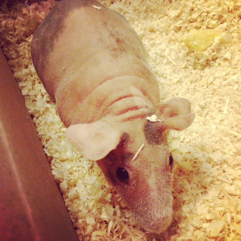 Ну принимайте в ряды! И поздравляйте)))