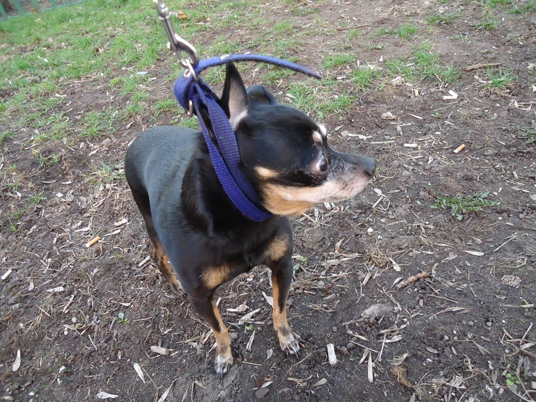 Той-терьер в добрые руки