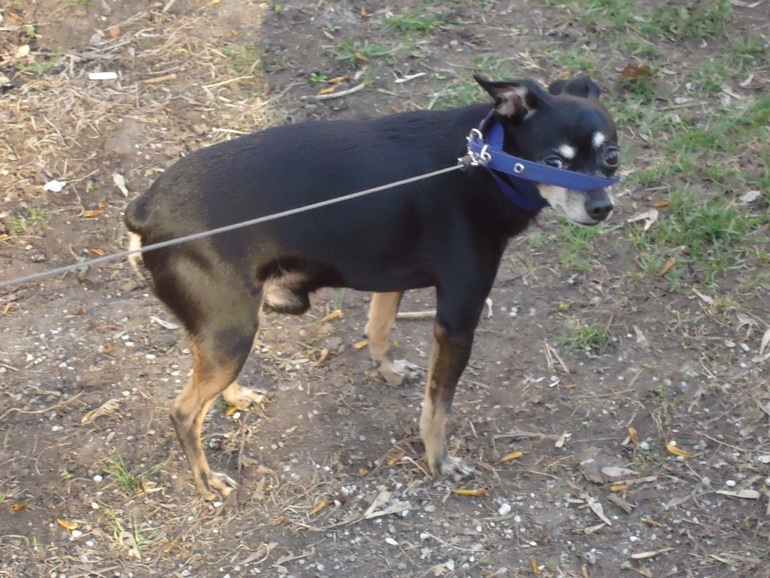 Той-терьер в добрые руки