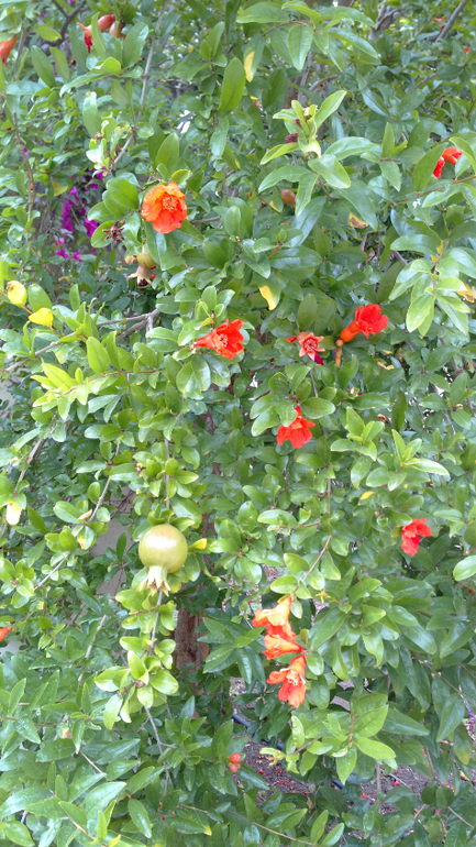 о.Кос Apollon Hotel