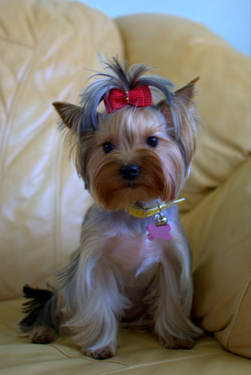 Сегодня нашей йорочке исполнился 1 годик!)))