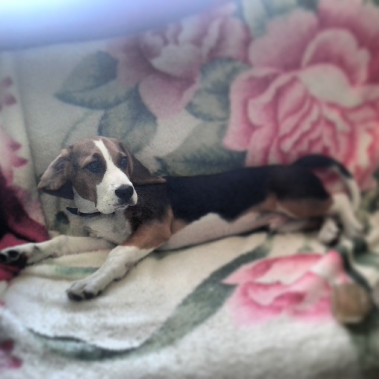 Вот и прошли первые сутки с Биглем