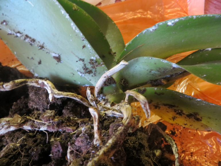 Спасите мою Орхидейку(((((