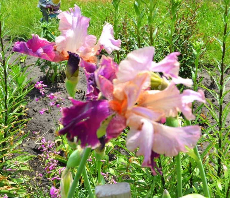 Ирисы - энергия красоты