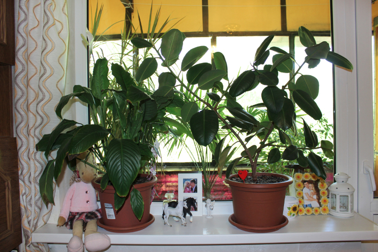 Эволюция продолжается)))