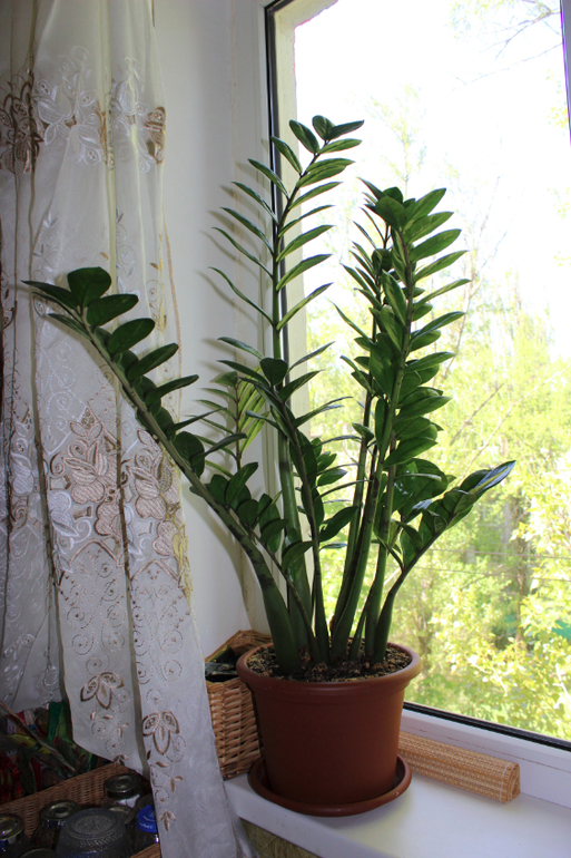 Эволюция продолжается)))