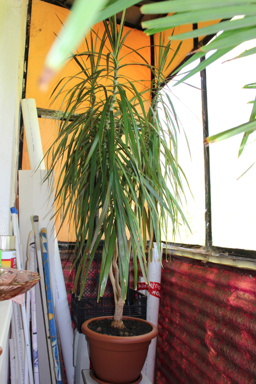 Эволюция продолжается)))