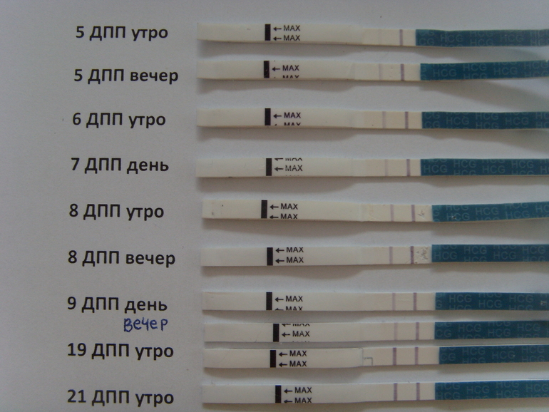 Криоперенос 5 дневок форум. Тест на беременность после подсадки эмбрионов. Тест на беременность после эко на 5 ДПП. Тесты на беременность на 5 ДПП эмбрионов. Тесты на беременность по дням после подсадки.