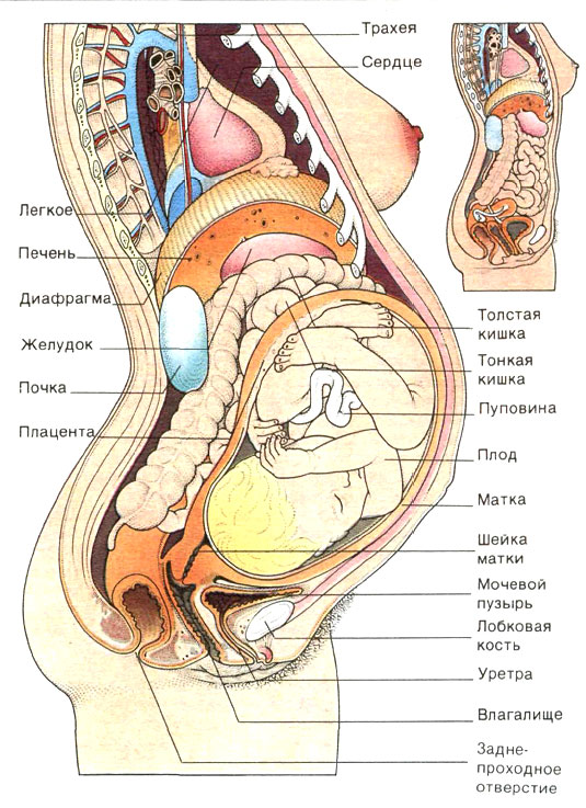 Анатомия Человека Внутренние Органы Женщины Фото