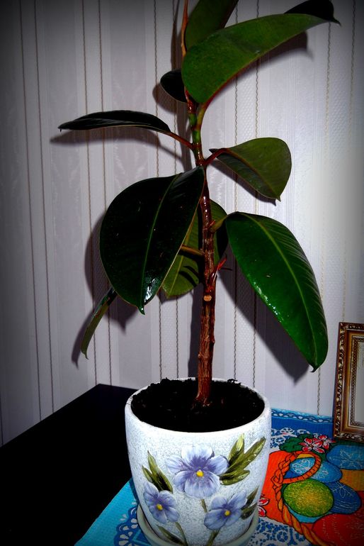 Мой Фикус.....