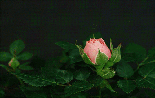 1b02a6e51c92e8720d43f715be37897e.gif