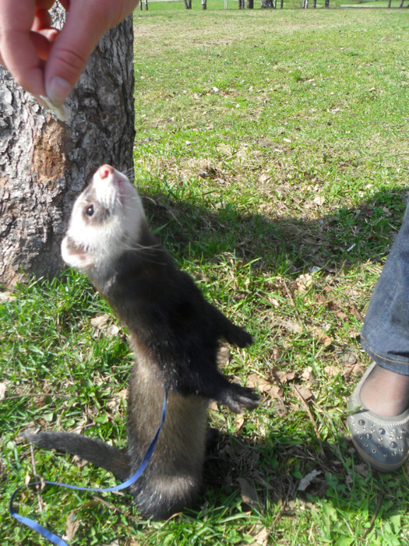 Ираклий фон Афферди...