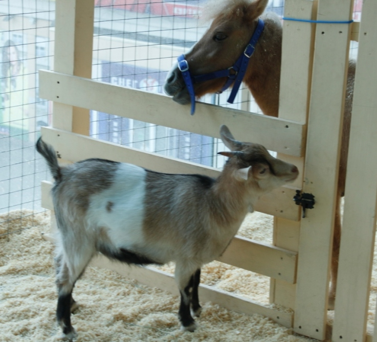 Контактный зоопарк, Теплый стан