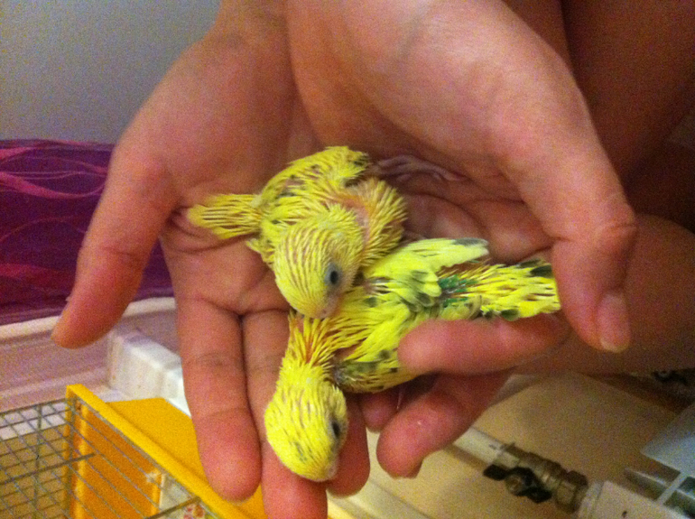 Расскажу и я о нашей семейке волнистиков))