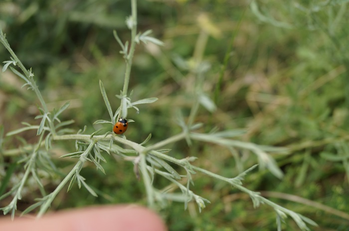 26 мая. Найти на прогулке самое красивое перышко