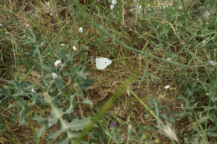 26 мая. Найти на прогулке самое красивое перышко