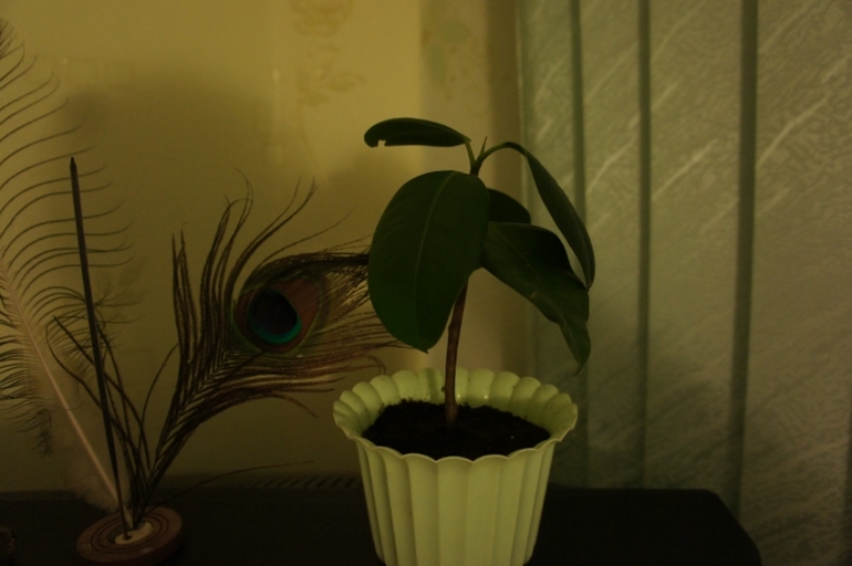 фикусы и не только