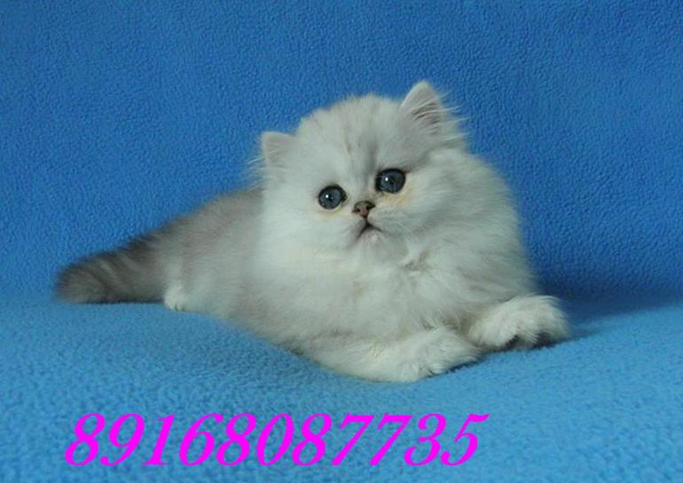 Персидские котята серебристая шиншилла.