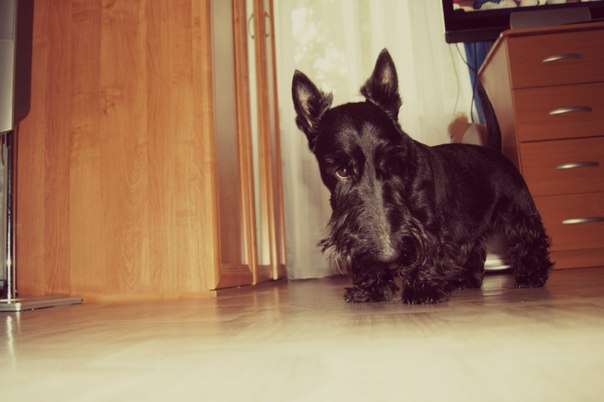 ну и я своих покажу)