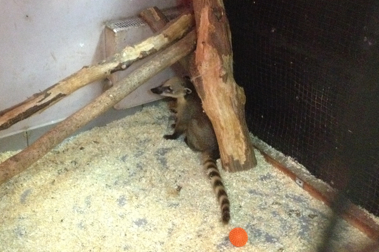 Поездка в контактный зоопарк