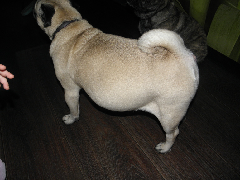 Самое прекрасное состояние любой женщины...даже мопсоженщины))))