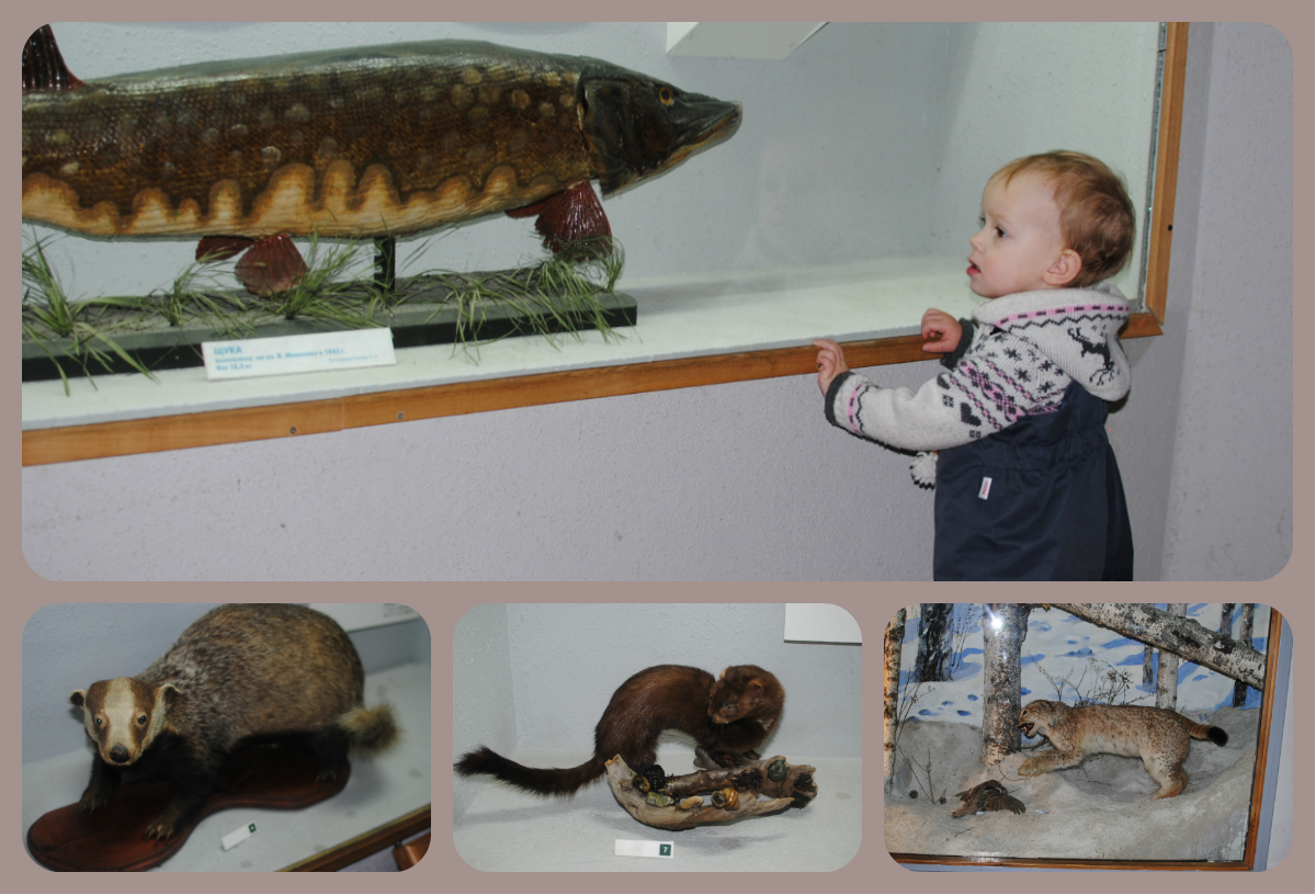 ТН Животные леса 1.9