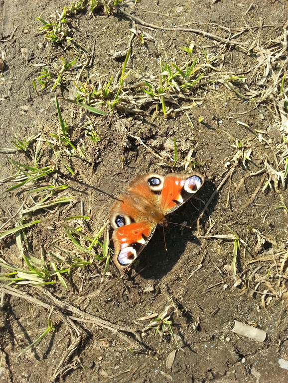 Третий день весны..