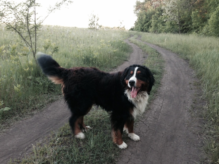 Требуется невеста