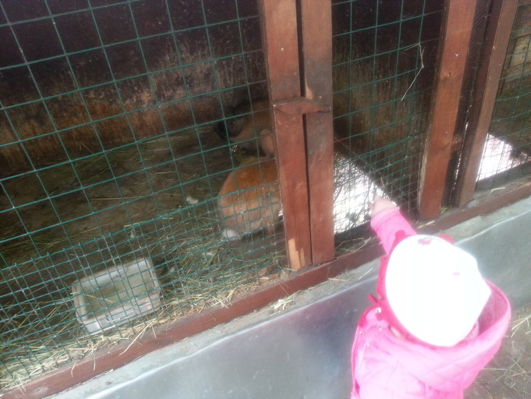 Контактный зоопарк ЖК Золотые ключи 2