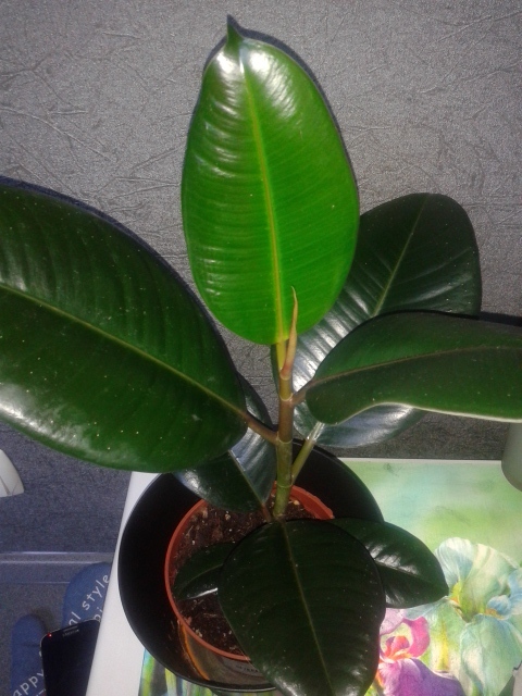 Мой первый Фикус)))